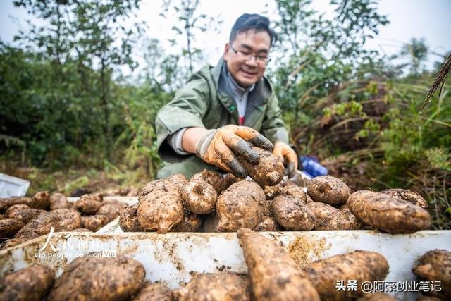 投资只要10000元，每年就赚35万？农村低成本暴利种植项目！