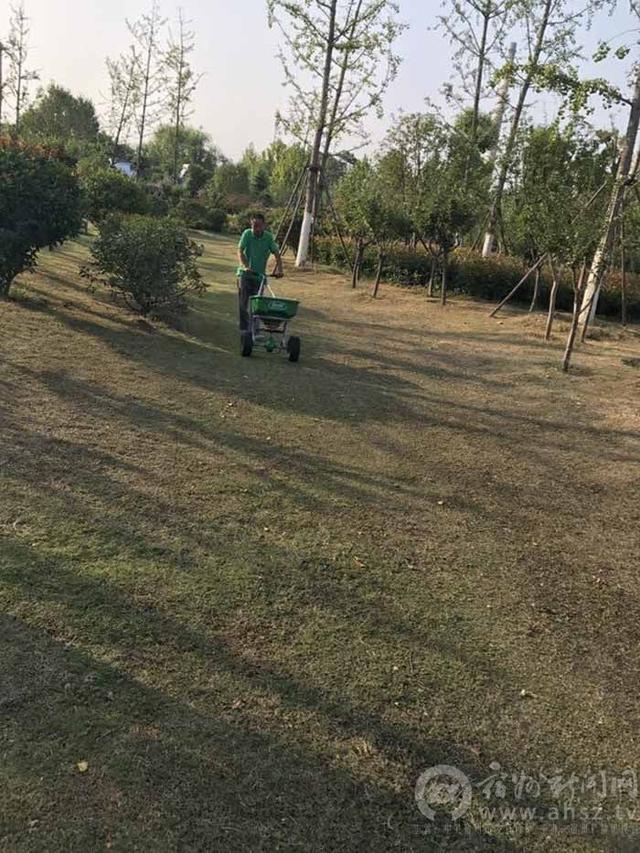 种植黑麦草 宿城冬季也变绿