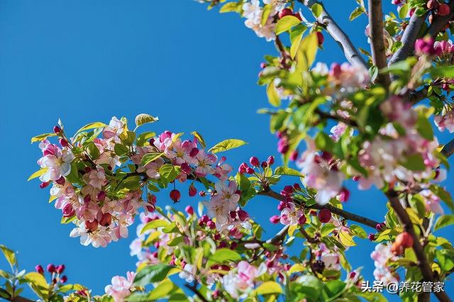 最适合院子的15种花，耐热又耐寒，皮实好养活