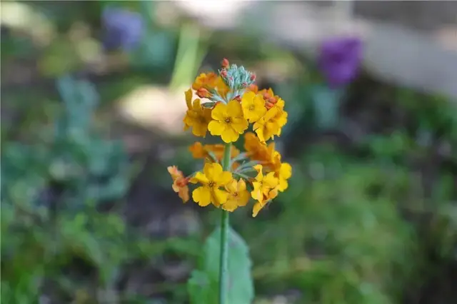 “高原美人”绿绒蒿首次平原露地栽培开花，快来北京植物园一睹风采