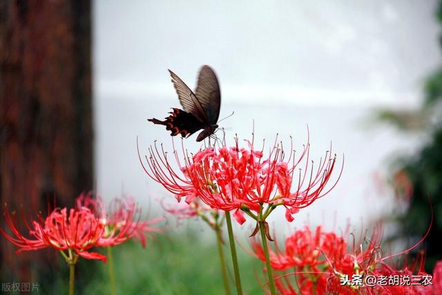 花开彼岸，花开今生；种植彼岸花，亩均收益一万八