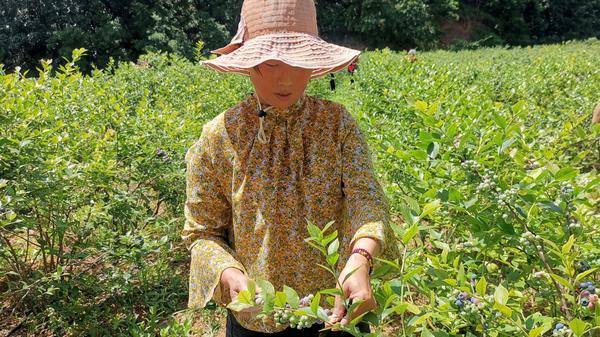 中原印记·百年百城百人丨鲁山县库区乡：“小蓝莓”成富民“大产业”