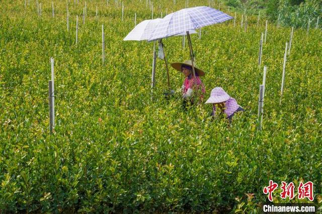 广西特色林业经济发展迅速 优质油茶种苗供不应求