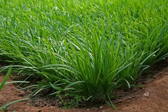 韭菜什么季节种植(种植韭菜的时间和方法，做好管理，提高产量)