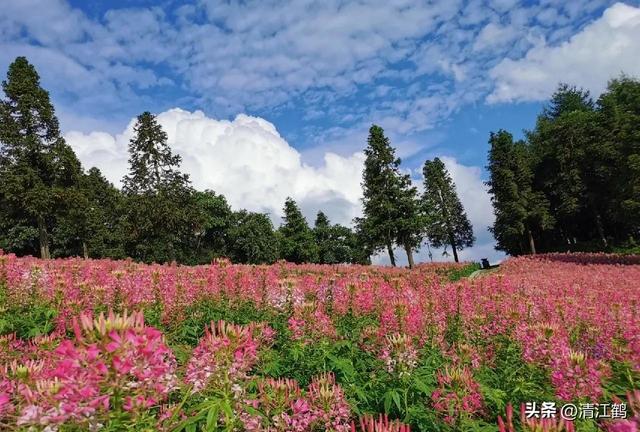 “夏夜之花”醉蝶花淡妆浓抹总相宜，背后隐藏着3种厉害用途