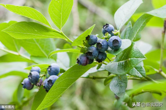 蓝莓无公害栽培技术，种植方法你都了解吗？不妨一看