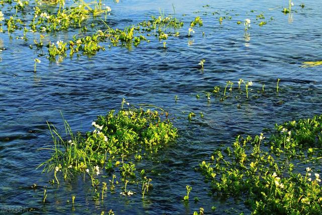 水生植物种子撒水里，沾水就能冒芽吗？