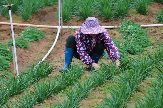 种植韭菜的时间和方法，做好管理，提高产量