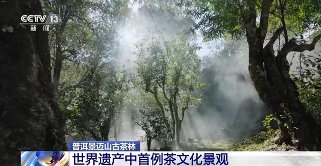 在林下种植茶！世界遗产中首例茶文化景观是什么样的？