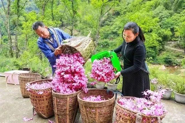 铺筑“增收路”、深耕“致富田” 中医药产业成为乡村振兴好帮手