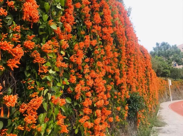 院子想做“花墙”，选11种“爬藤花”，开花美到爆，绝对够震撼