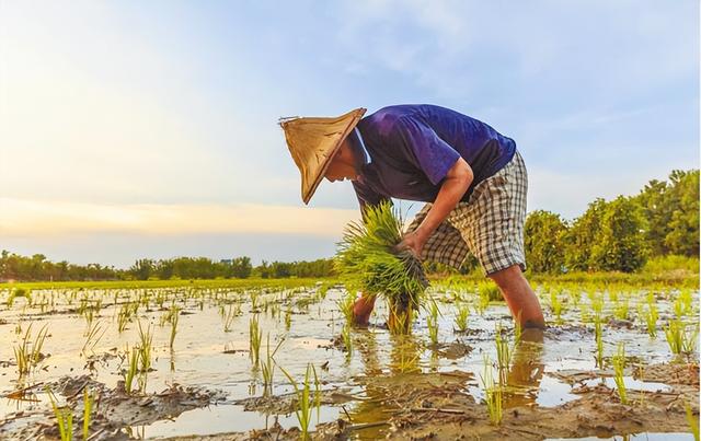 美国农场淘汰除草剂，采用机器人激光除草技术，中国是否值得效仿