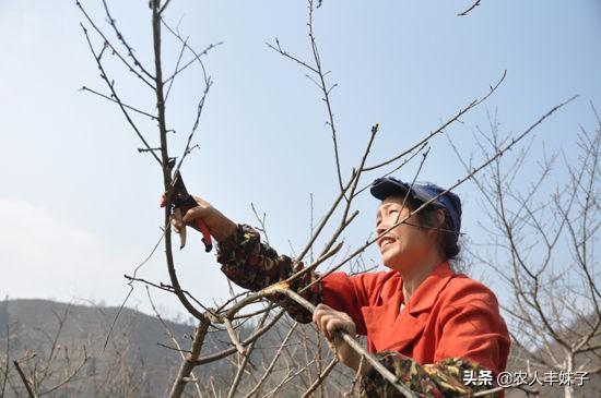 油桃好吃，如何种植油桃？需要了解哪些栽培技术？