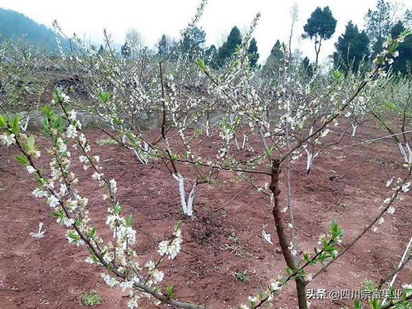 李子苗怎么栽才活的好？栽植时间和方法很重要