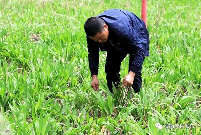 脱贫印象•成县丨马莲花开富农家