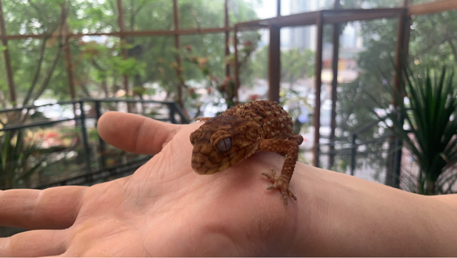 上百种爬宠+上千种热带植物 这个夏天，快来熊婆婆的花园撸爬宠吧