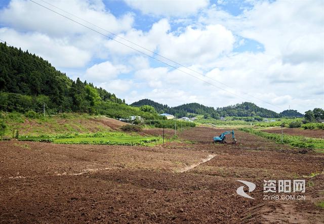 安岳县长河源镇：探索“粮经统筹”新模式 让“枯萎”柠檬地再“开花”