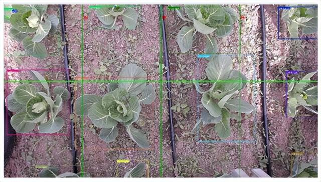 现代种植研究：卷心菜种植中YOLOV5模型的应用