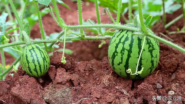 【西瓜种植技术】从播种到收获注意要点，不妨看一看