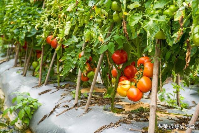 【夏季种植指南】大暑节气可以种什么蔬菜和水果？