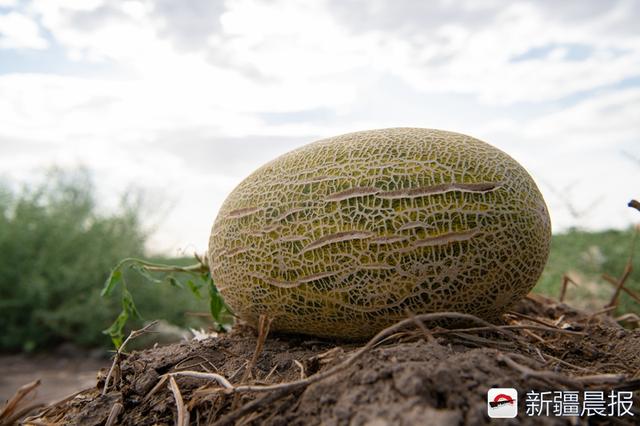 吐鲁番西州蜜瓜“翻越”火焰山来到你身边 7月上天猫聚划算买买买