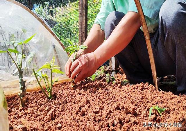 香椿如何繁殖育苗？2种枝条繁殖法、2种根系繁殖法，你选哪种？