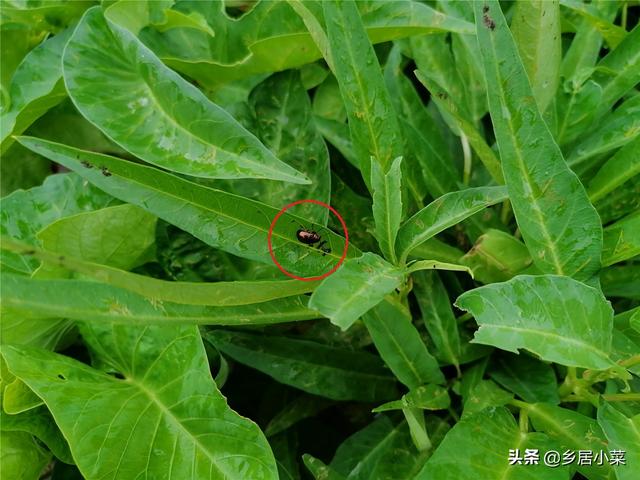 夏秋季节，露天空心菜易遭两种甲虫，叶子破损明显，早发现早防治