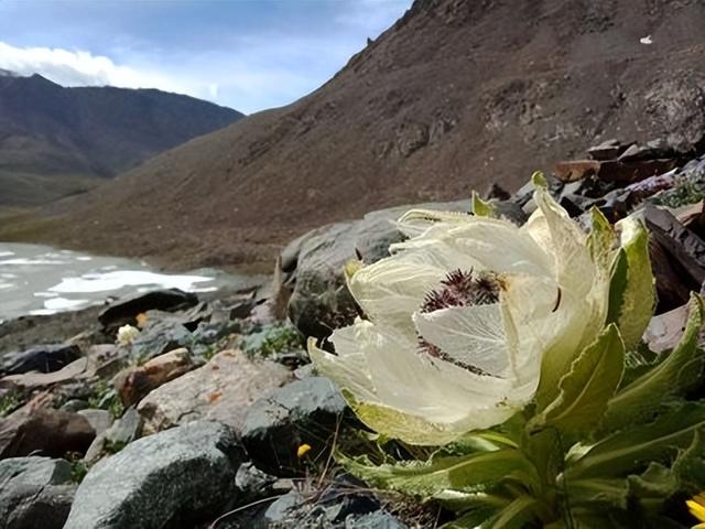 雪山上的“女神”，天山雪莲资源开发利用现状及可持续发展建议