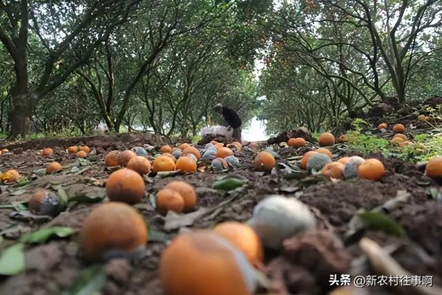 2024年农村快速赚钱的野路子，5个暴利项目！聪明人已经提前布局