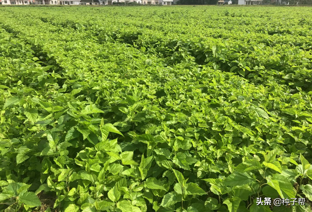 农科院蛋白桑小苗，一亩地需要多少量？什么时候栽植最好？