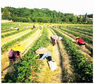 桂林种植基地(年总产值4000多万元桂林兴安成为华南最大草莓种苗繁育基地)