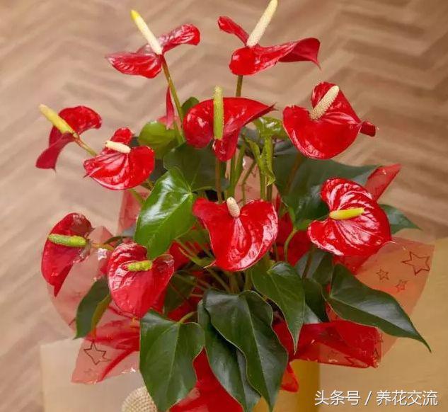 15种特别容易开花的室内植物，叶子和花朵肉那么好看