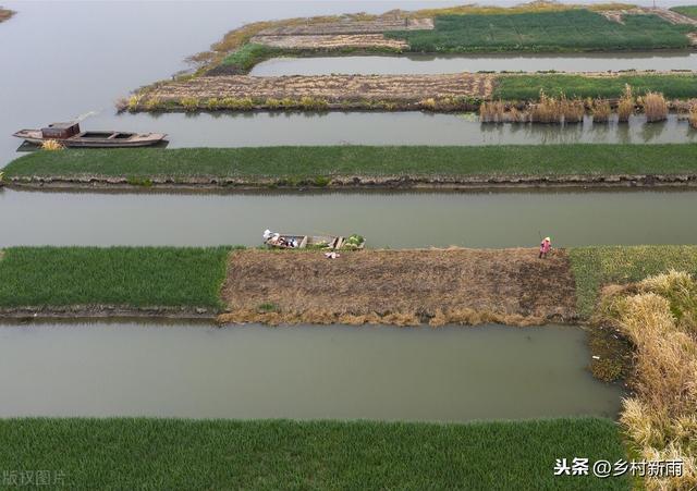 富硒香葱怎么种植才能高产？记住这些要点，一年四季都是采收旺季