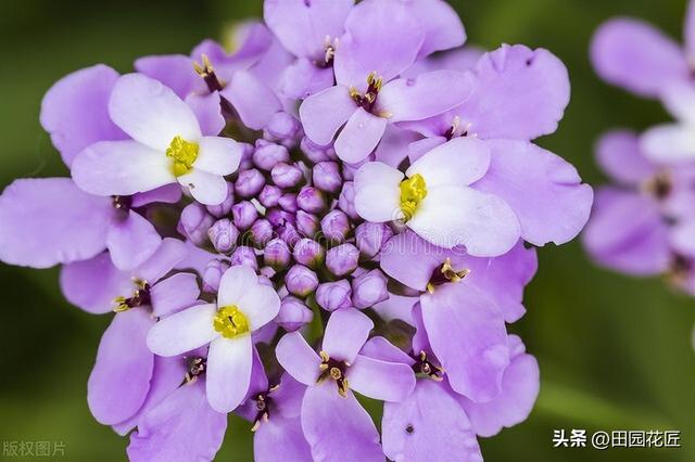 蜂室花的家庭种植方法，简单操作便可花开爆盆，颜值不输绣球花。