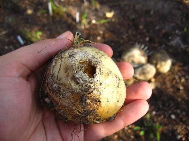 用鳞茎培育的贝母花，以前用来治疗感冒，现在变景观花卉