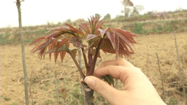 贵过车厘子的香椿，1亩赚1万元，每天采100斤不愁销！大哥种了20亩，有眼光