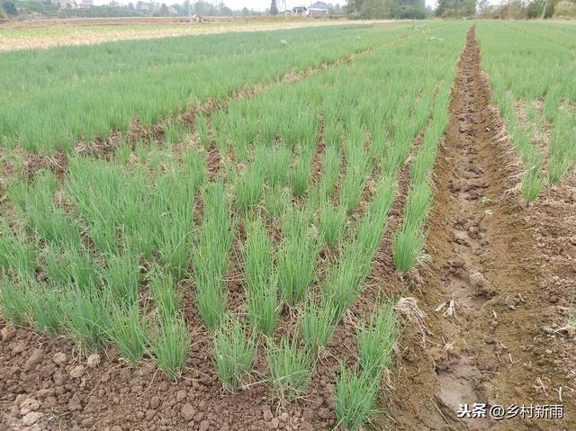 富硒香葱怎么种植才能高产？记住这些要点，一年四季都是采收旺季