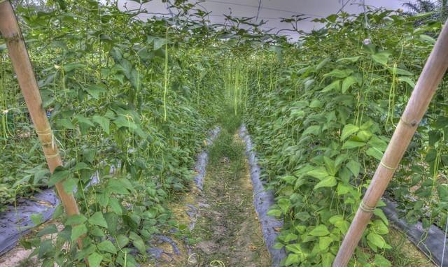 冬天这些蔬菜种植正合适，天气越冷长得越好，露地家庭全能种