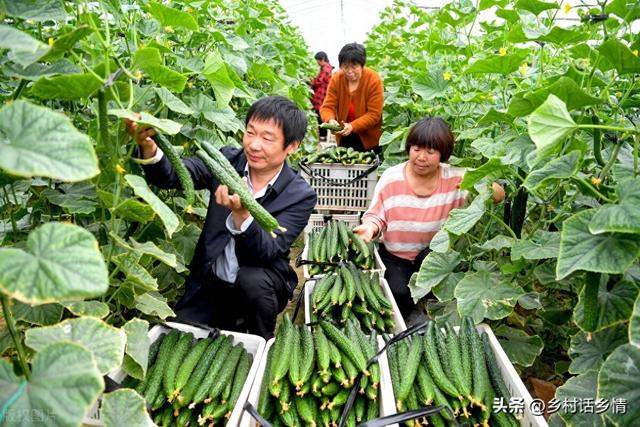 好不容易种点菜，永远别忘了这五点，这才是种植蔬菜的真心话