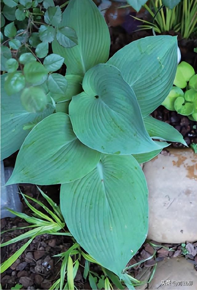 不得不看！小花园如何成功种植中大型观叶植物？跟我们一起学习吧