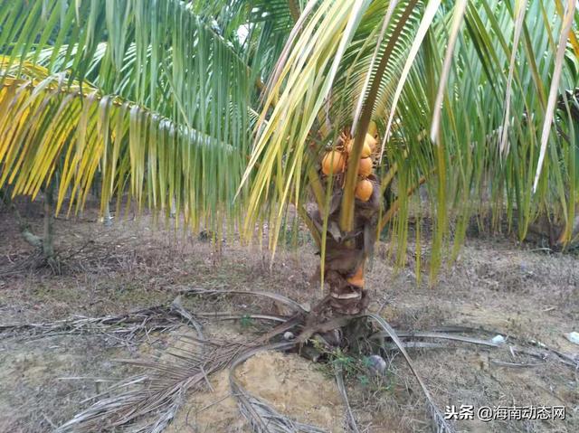 海南：万宁金椰子 农户金饭碗