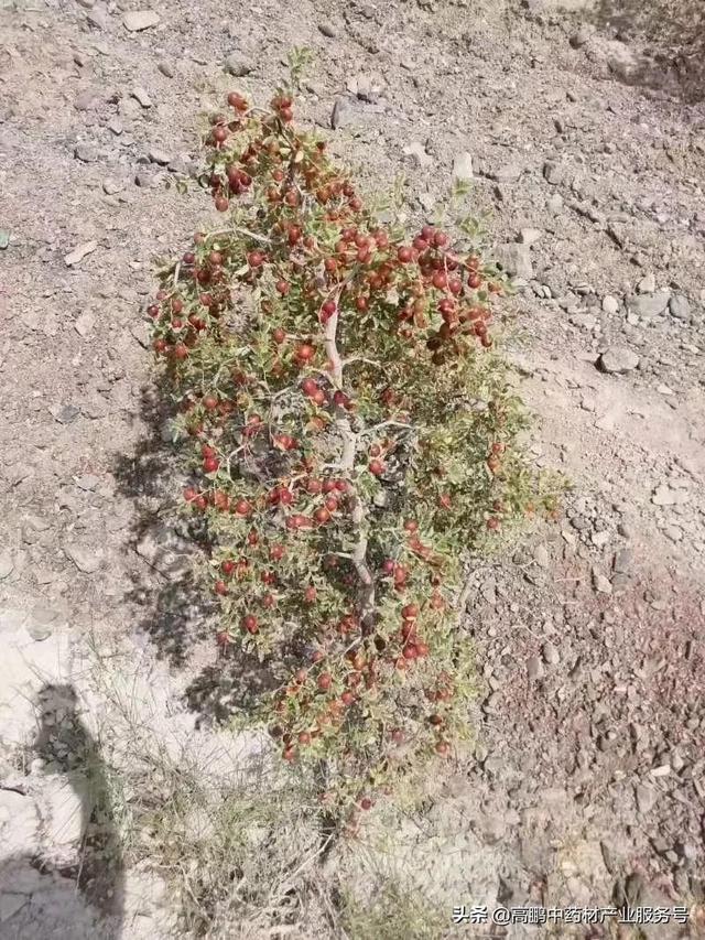 酸枣家种前景看好