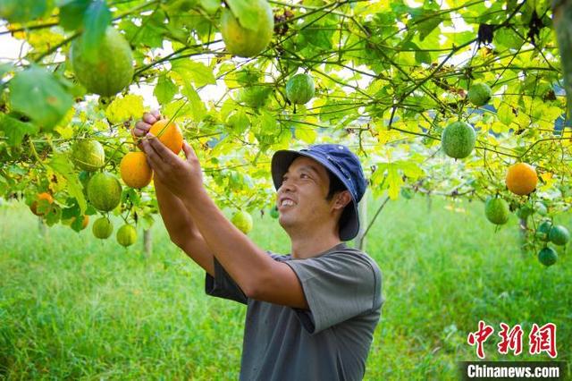 （乡村行·看振兴）江西吉安乡贤返乡创业 小瓜蒌结出“致富籽”