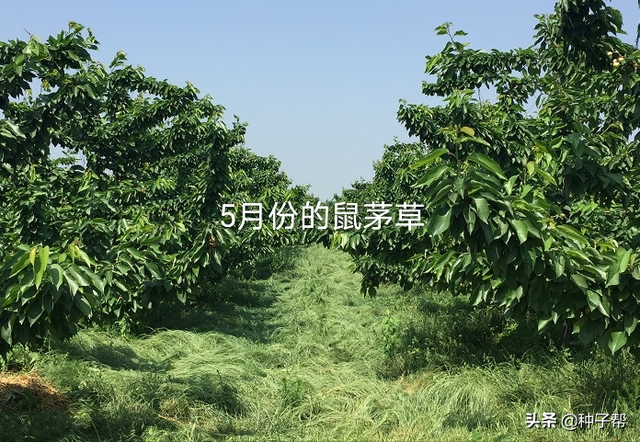 果园种鼠茅草，4-5年不用花钱除草，疏松土壤，投入低，效益高