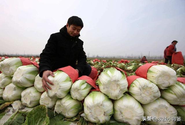 怎样才能种出高产优质的大白菜？掌握这些种植管理技巧