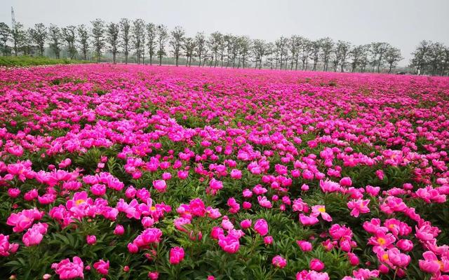 “小黄城外芍药花，十里五里生朝霞”，亳州白芍“千年不败”