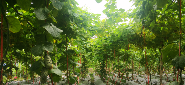 雨水较多，种植火参果需注意哪些问题？