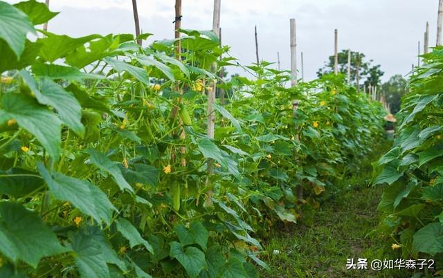 晚豆角、晚黄瓜最佳种植时间，掌握4个管理技巧，一茬一茬摘不完