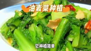 苦麦菜种植方法如下(油麦菜种植简单，产量高，口感鲜嫩，营养丰富，使用有机肥料)