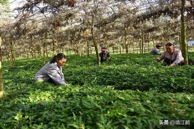 黄连俏市强劲上扬，种植有“钱景”吗？一文读透思路